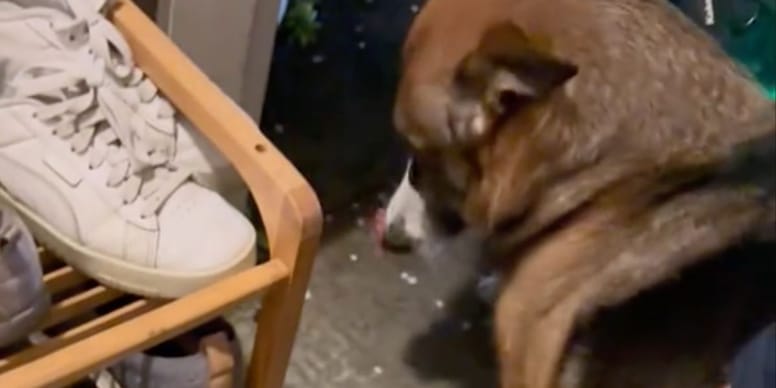 Vidéo : Ils partent en balade avec leur chien et font une découverte incroyable 40 min plus tard !