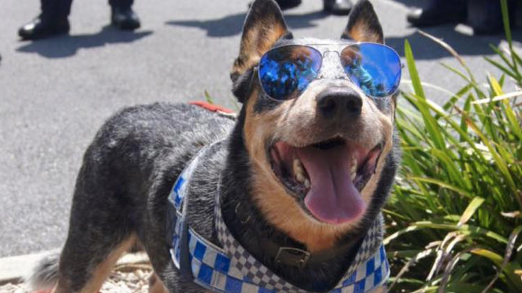 3 chiens abandonnés après la mort de leur maître : une histoire choc