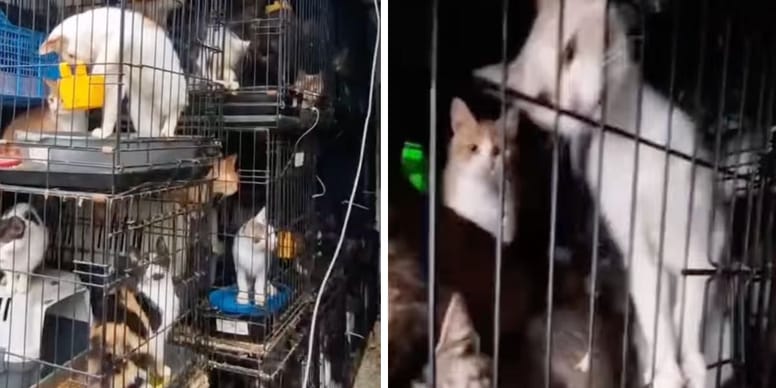 150 animaux maltraités retrouvés dans un camion en Bretagne : le choc !