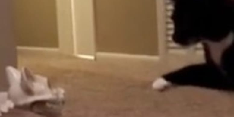 48 millions de personnes en pleurs devant la réaction hilarante d’un chat face à un squelette (Vidéo)