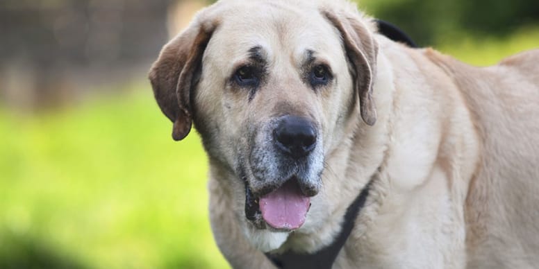 Adoptez ce gigantesque toutou ! Il cherche une famille aimante et un doux foyer de retraite