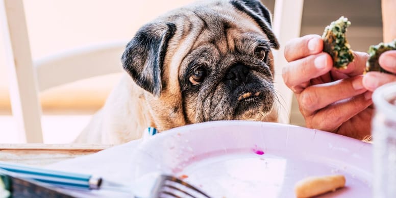 Aliments : découvrez ceux qui peuvent faire prendre du poids à votre chien !