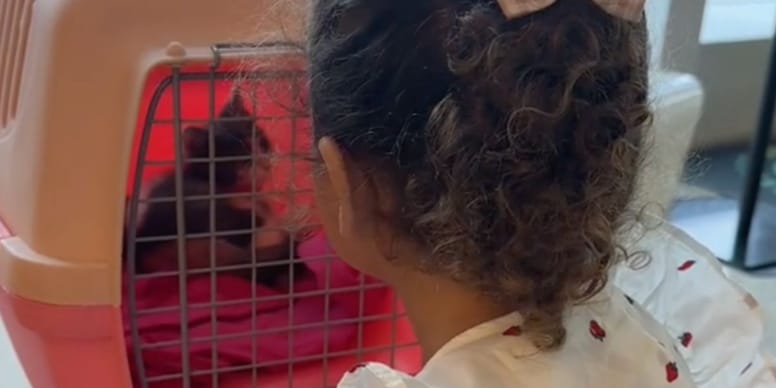 Chat de refuge : ce que cette fillette de 3 ans promet va vous émouvoir ! Regardez la vidéo qui fait le buzz !