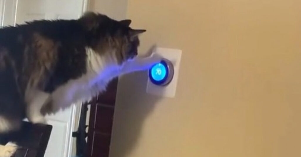 Chat soupçonné de pirater le thermostat de la maison (vidéo choquante)