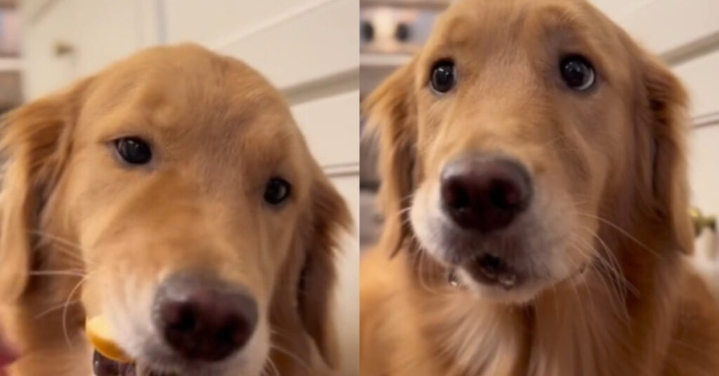 Découvrez la réaction hilarante de ce chien en goûtant une pomme ! (vidéo)