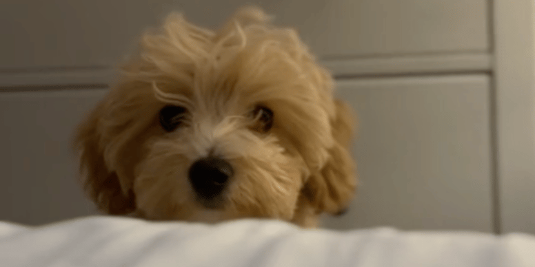Insolite : Le réveil matinal hilarant d’un chien fait le buzz sur internet !
