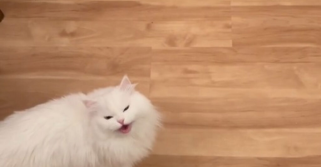 Vidéo : Une chatte capricieuse réclame une faveur rare avant chaque repas !
