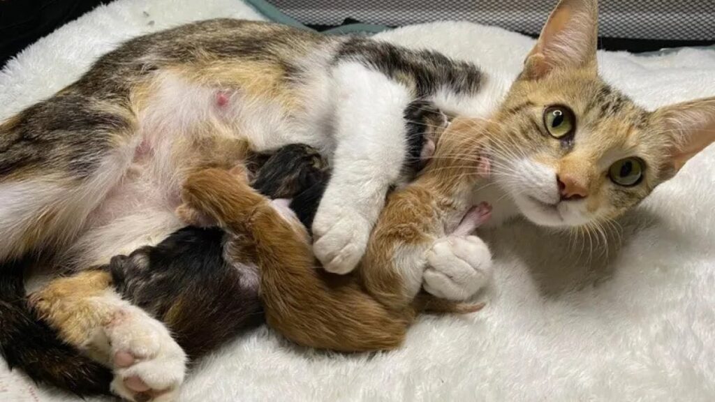 Chatte sauvée du froid hivernal trouve un foyer plein d’amour