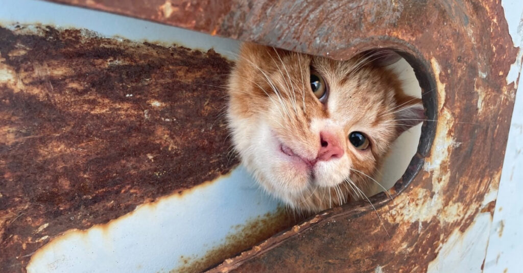 Ouvrier sauve des chatons piégés sur un chantier en danger