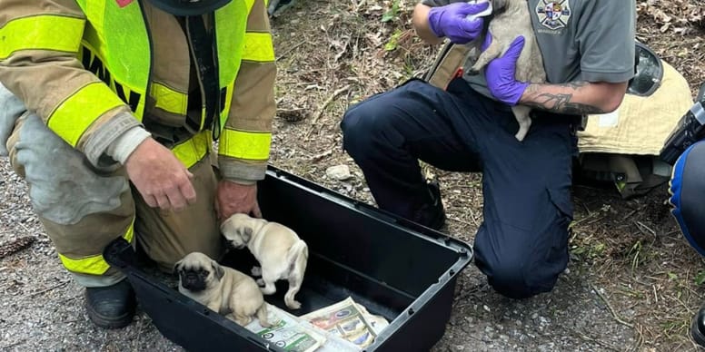 Accident de voiture miraculeux : 14 chiots aux États-Unis sauvés in extremis