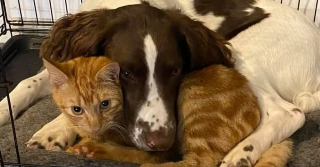 Animaux adorables : Découvrez le rituel inattendu d’un chien et d’un chat !