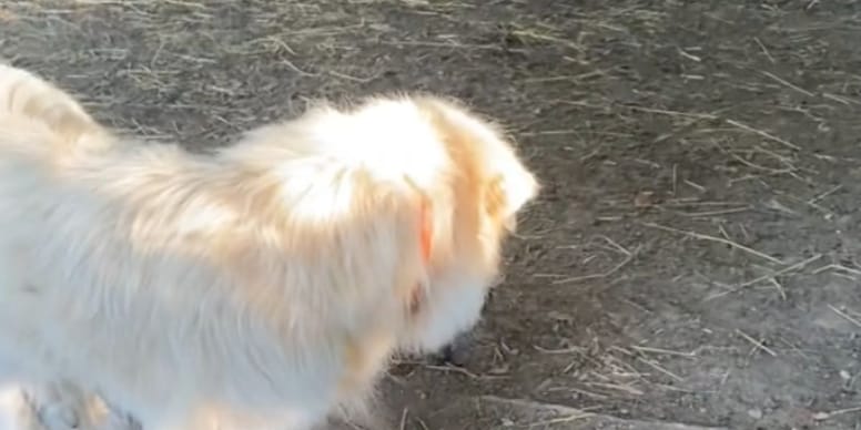 CHOQUANT : Un chien géant surgit à la ferme et crée la panique (vidéo)