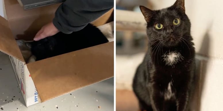 Chat abandonné depuis 5 ans : l’émouvante vidéo TikTok qui change tout !