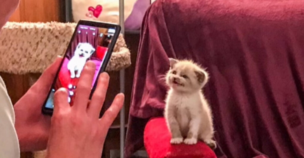 Chaton adorable surprend les internautes avec son incroyable sourire lors d’un shooting photo