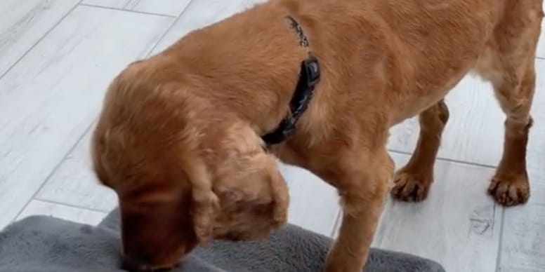 Chien battu toute sa vie découvre un foyer chaleureux : émotion garantie !