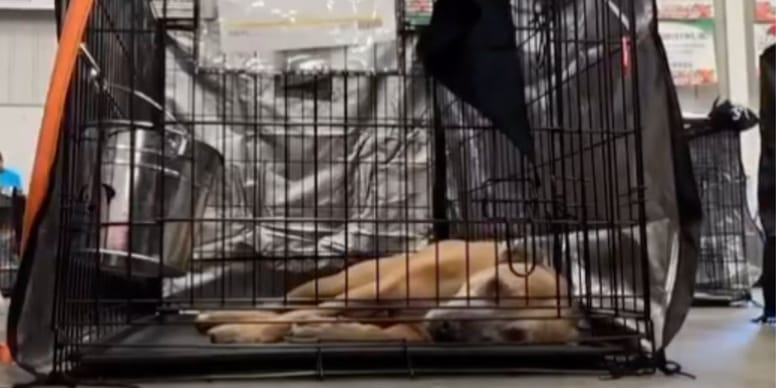 Chien rejeté par tous au refuge, sa famille adoptive lui offre une surprise surprenante (vidéo)