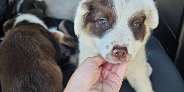 Chiots retrouvés agonisants dans un champ sous un soleil brûlant : leur sauvetage miracle !