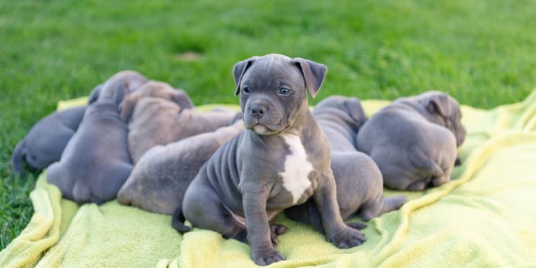 Chiots volés en Nouvelle-Aquitaine : découvrez le plan machiavélique monté par des amis !