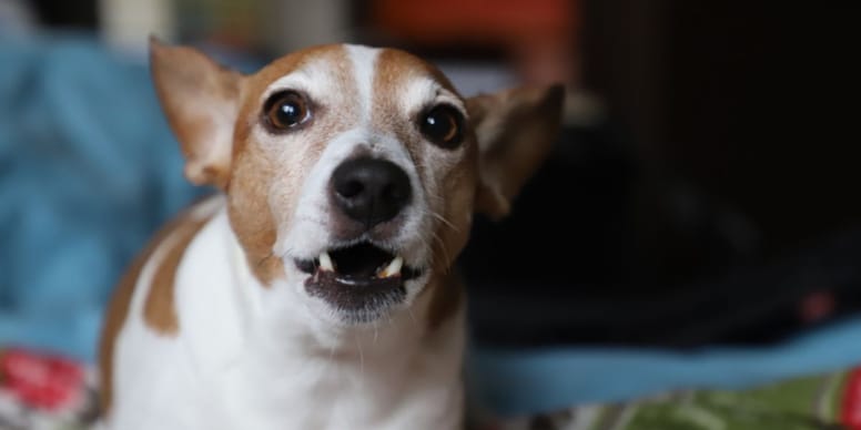 Découvrez comment la science déchiffrera le langage secret des chiens