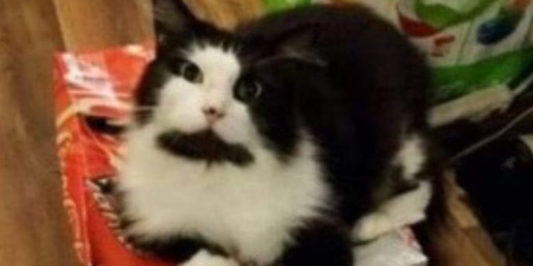 Destin tragique : Famille expulsée perd son chat. 2 ans après, un nouveau coup du sort (vidéo)