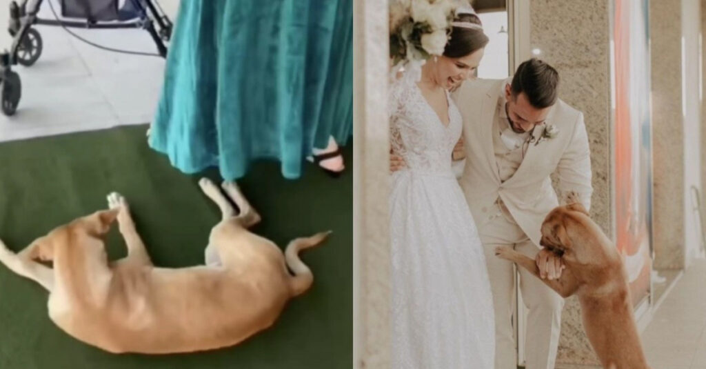 Emouvante histoire : un chien errant crée l’événement lors d’un mariage et change sa vie !