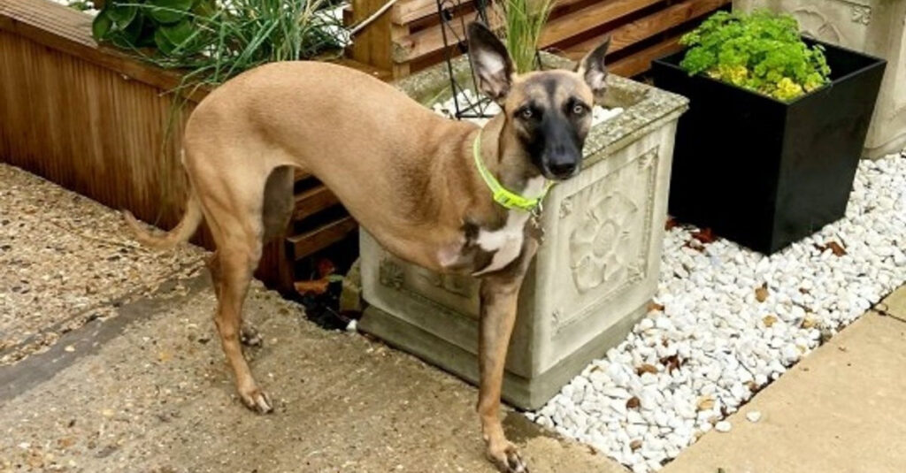 Handicapée et rejetée : cette chienne a finalement trouvé l’amour et une famille !