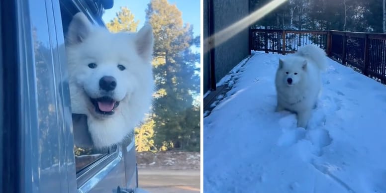 Incroyable : découvrez la réaction de ce chien en s’installant à la montagne !