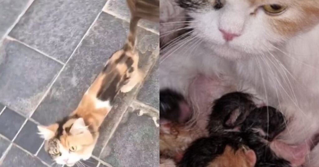 Incroyable : une chatte des rues cachait 6 chatons dans son ventre !