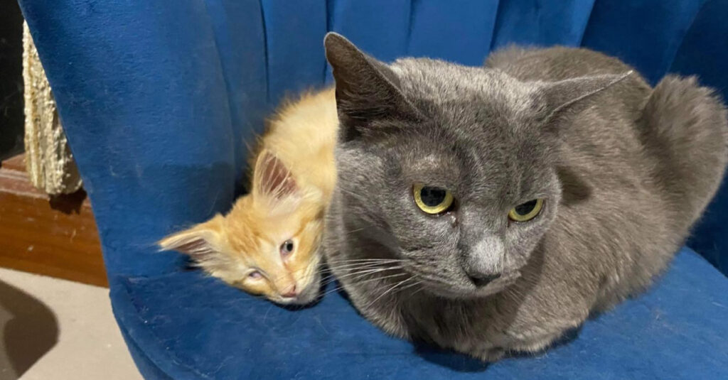 Malvoyant, ce chaton de refuge trouve une mère de cœur prête à l’accueillir comme son propre petit – Incroyable histoire d’amour felin à découvrir !