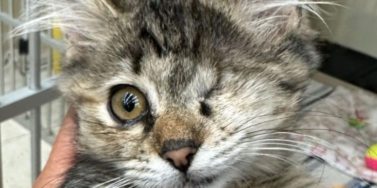Sauvetage incroyable : Une femme secourt un chaton mourant