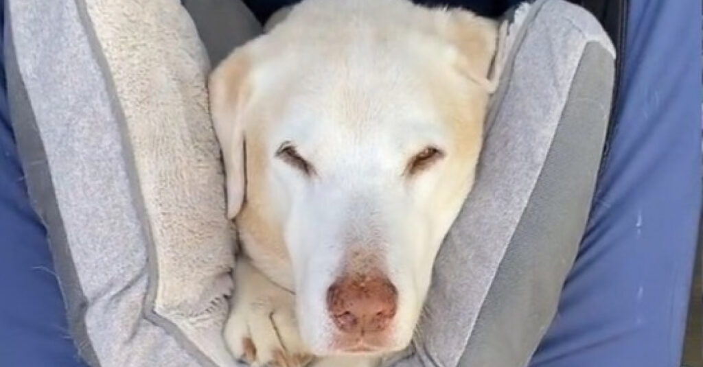 VIDEO : Découvrez le transport révolutionnaire pour chien âgé ! 🐕🚗