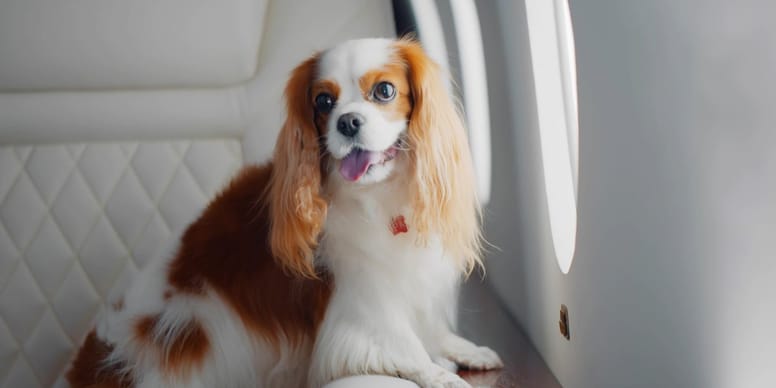 Vols de luxe pour chiens : découvrez le grand succès de cette compagnie aérienne