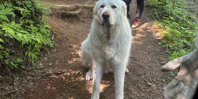 CHOC : Pourquoi ce chien de 72kg refuse d’avancer sur le chemin ? Les pompiers révèlent la raison incroyable !