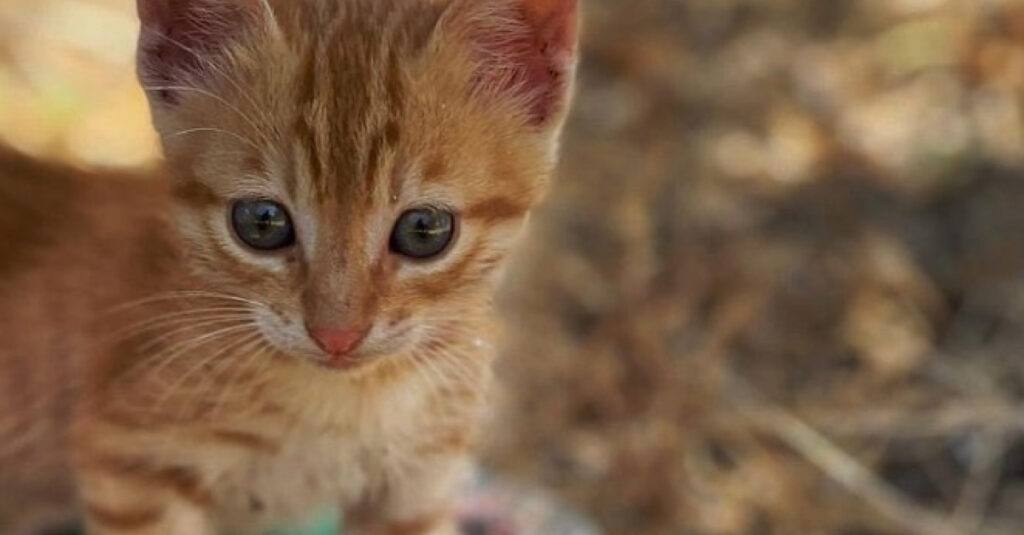 Chaton abandonné sauve un couple en voyage à l’étranger 🐱❤️