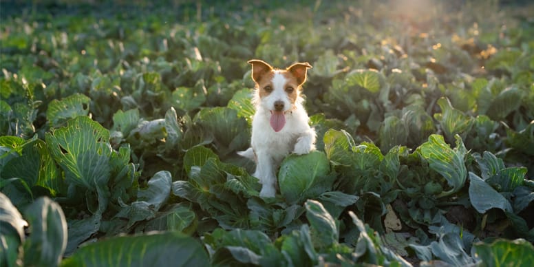 Chien : Le chou, un aliment dangereux pour votre animal ?