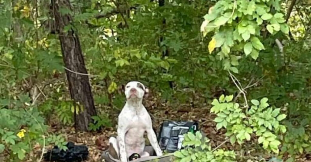 Chien blessé abandonné en forêt : sa touchante attente secourue enfin