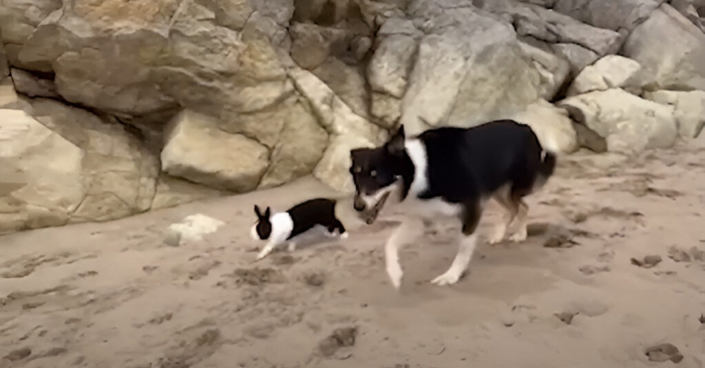 Chien et lapin inattendus : les incroyables activités partagées par ce duo improbable !