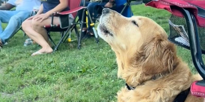 Chien incroyable : Ce Golden Retriever surprend tout le monde avec son talent unique