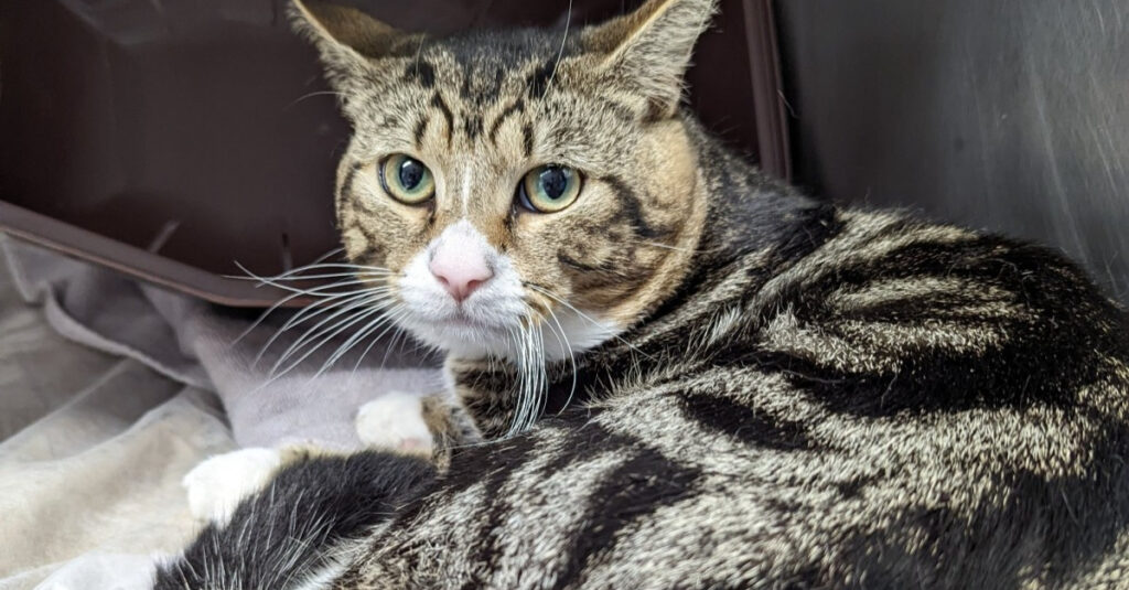 Chien sauve chat enfermé dans une boîte : incroyable sauvetage en plein été !