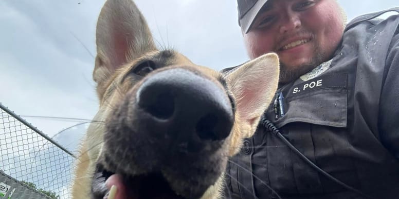 Chienne en danger dans une voiture en plein soleil : que va-t-il se passer ?