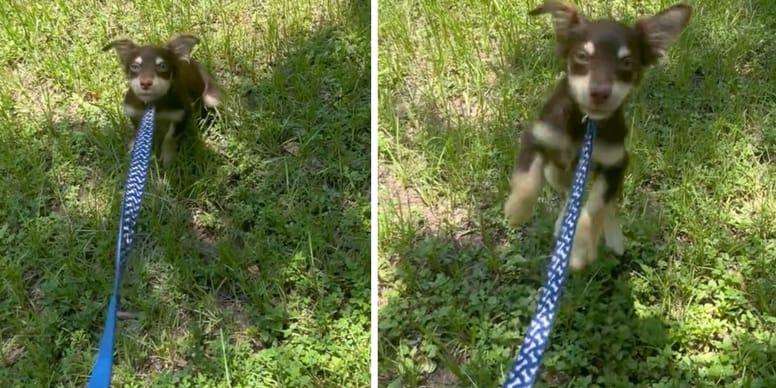 Chiot élevé par des lapins en laisse : sa réaction étonnante capturée en vidéo !