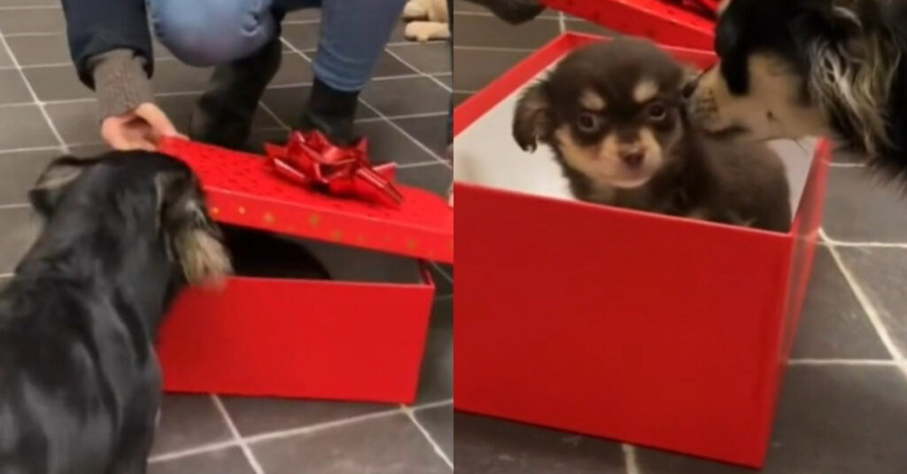 Découvrez la réaction hilarante de Lenny le Chihuahua à son cadeau-surprise