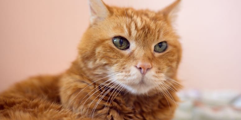 Drame : un chat abandonné sous la pluie par son maître, le refuge prend une décision choquante