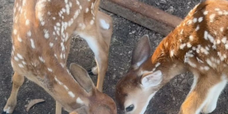 Incroyable : un faon adopte un intrus comme son meilleur ami ! Visionné par 2,7M de personnes !