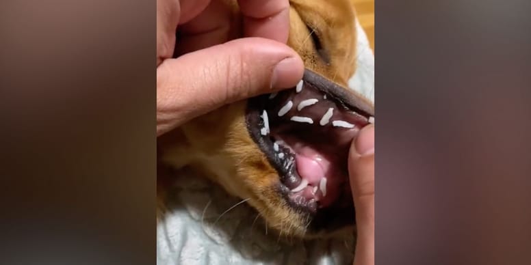 Insolite : Regardez cette femme ouvrir la bouche de son chien ! 😱