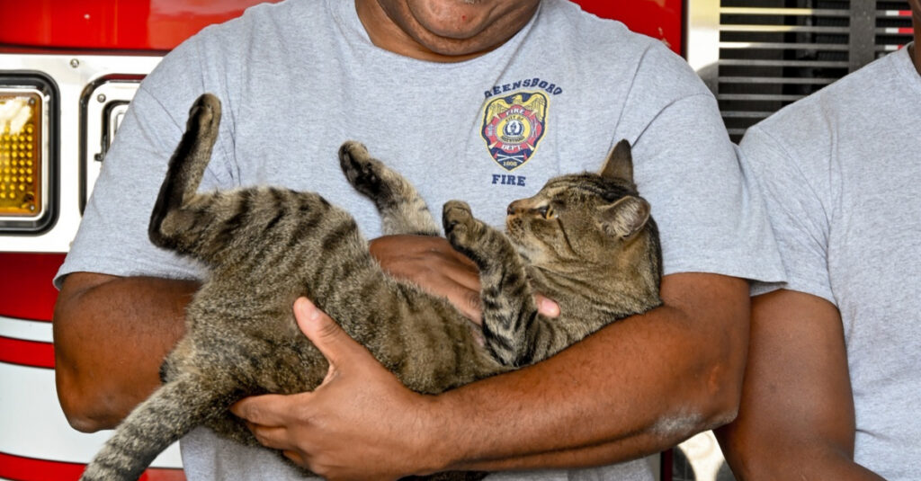 Les pompiers tombent sous le charme d’un chat voleur dans leur caserne