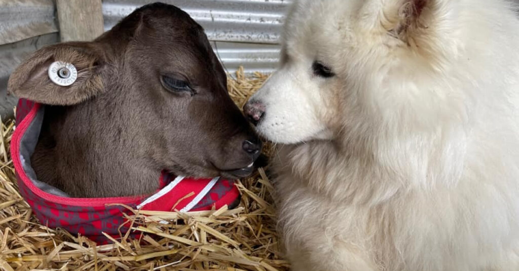 Magnifique histoire : Un chien sauve des veaux orphelins au refuge!