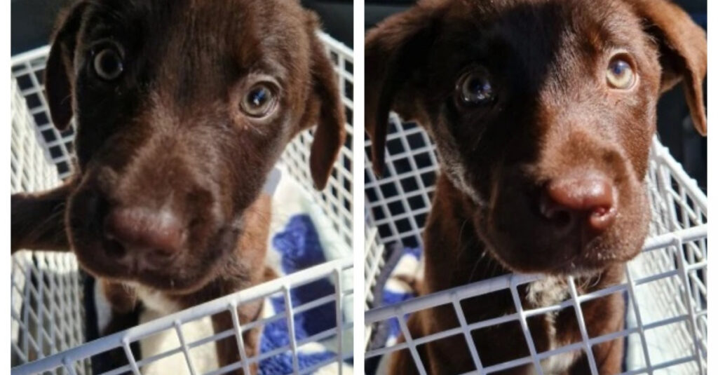 Propriétaire de chiots disparu après les avoir laissés enfermés dans sa voiture !