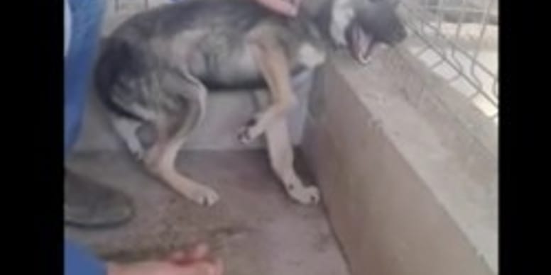 Réaction bouleversante de ce chien maltraité quand il est enfin caressé (Vidéo)