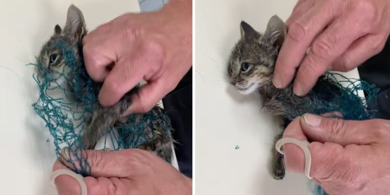 Urgence : Sauvetage de chatons piégés dans une résidence secondaire ! Découvrez la vidéo dramatique.